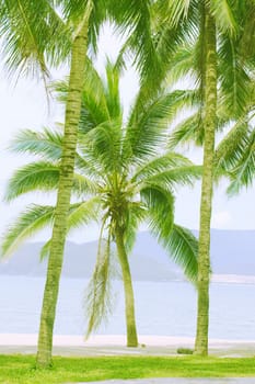 Palm tree on the tropical beach