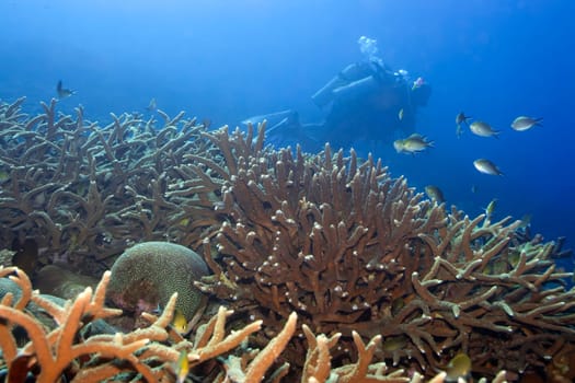 Underwater landscape with Golden Chromis and divers.  Maldives. Indian ocean. Addu atoll.