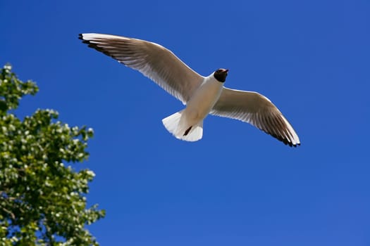 Seagull flying on the blue sky and green plants