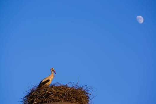 Stork at the nest and moon