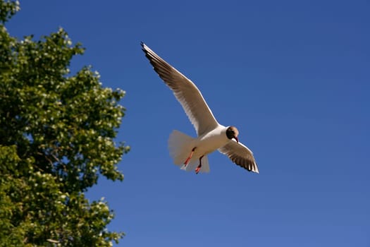 Seagull flying on the blue sky and green plants
