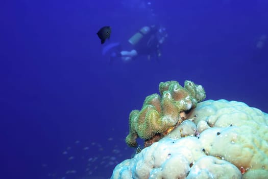 Underwater landscape with fish, coral and divers.  Maldives. Indian ocean. Addu atoll.