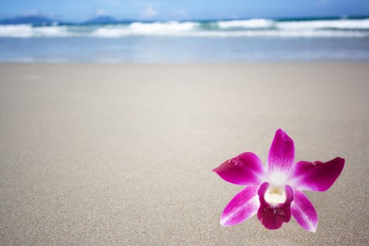 Orchid flower on the tropical beach.