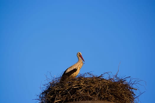 Stork at the nest on blue sky