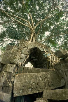 Tree on ancient temple Beng Mealea. Near Siem Riep.