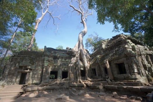 Tree on ancient temple Ta Prohm. Near Siem Riep.