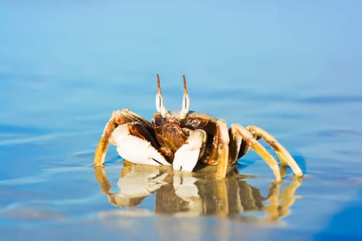 Reflection of crab on the tropical beach