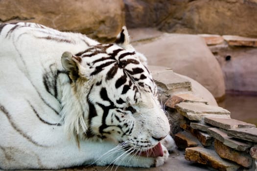White tiger washing by tongue