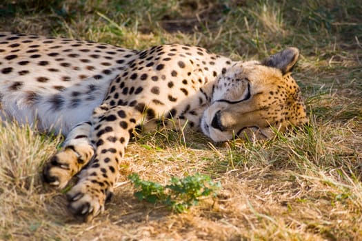 Sleeping cheetah