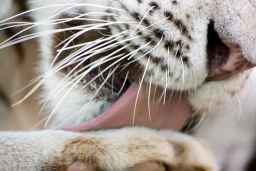 White tiger washing paw by tongue close-up
