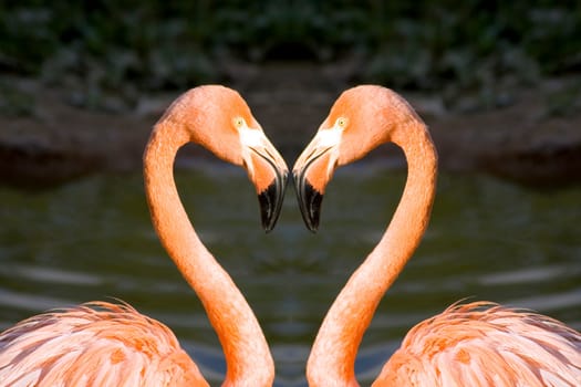 Two pink flamingos in love