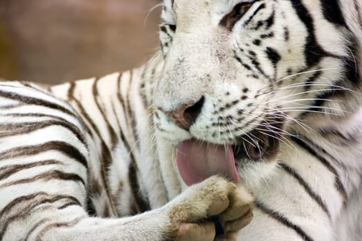 White tiger washing paw by tongue