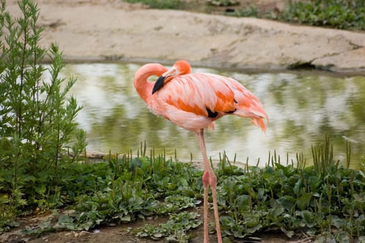 Pink flamingo and green plants