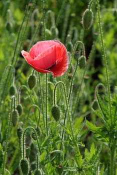 Light red flower separated on blurry green background