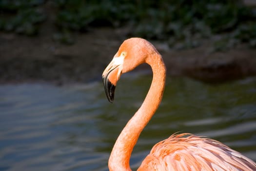 Pink flamingo close-up