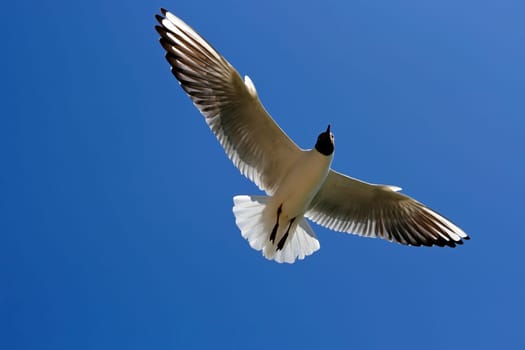 Seagull flying on the blue sky