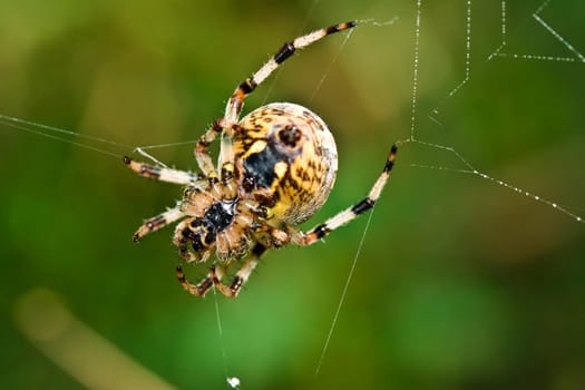 Spider on her web