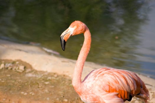Pink flamingo