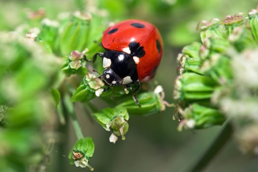 Ladybird on flower