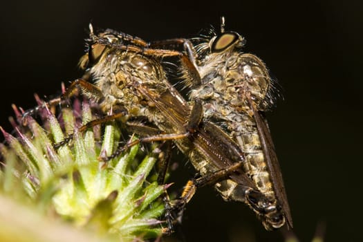 Insects love close-up