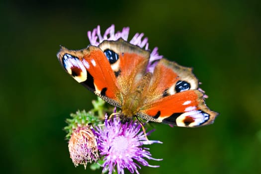 Colorful butterfly on flower