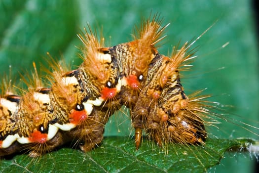Caterpillar close-up