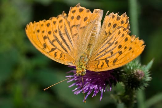 Butterfly on flower