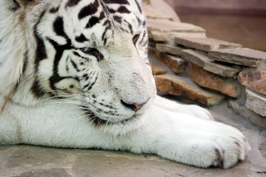 White tiger have a rest