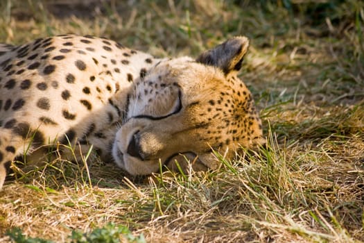 Sleeping cheetah close-up
