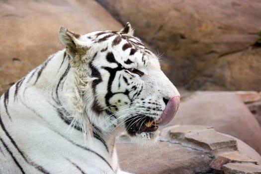 White tiger washing nose by tongue