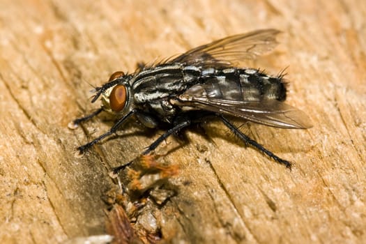 Fly close-up