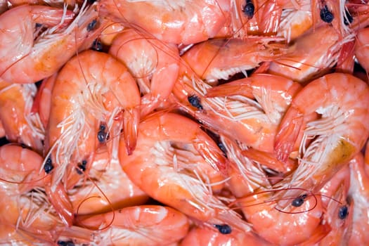 Shrimps background