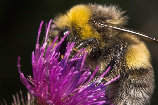 Bumblebee collecting pollen on the flower