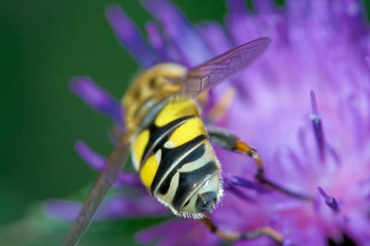 Back of bee close-up