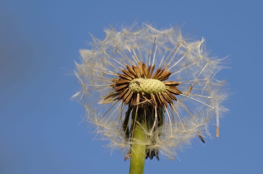 Dandelion