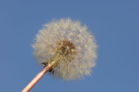 Dandelion