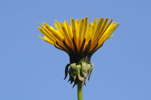 Dandelion bud