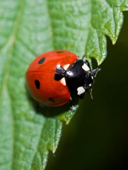 Ladybird close-up