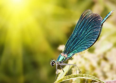 Dragonfly sitting on the grass with a lot of copy-space