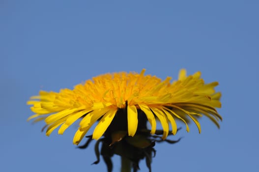 Dandelion Blossom