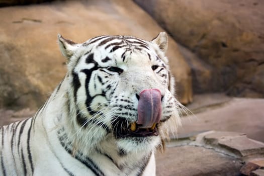 White tiger washing nose by tongue