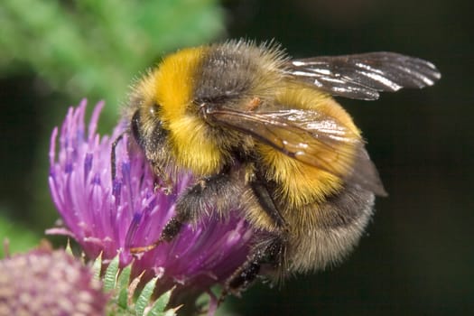 Bumblebee collecting pollen on the flower