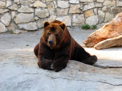 Big brown bear with pensive eyes
