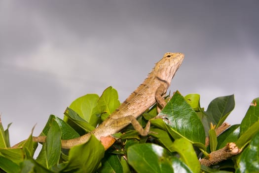 Gekon on the plants and clouds sky