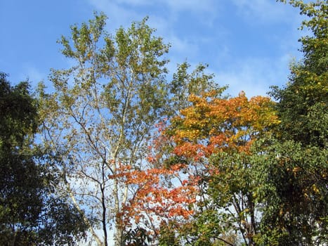 Crones of autumn trees on a background of the blue sky