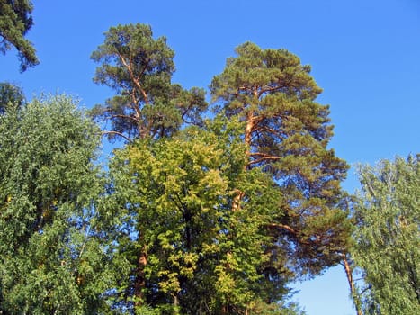 Crones of coniferous trees on a background of the blue sky