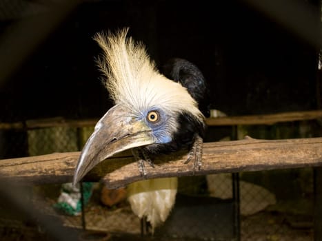 close-up beak and eyes of the bird