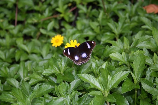 The tropical butterfly on a green meadow on a yellow flower