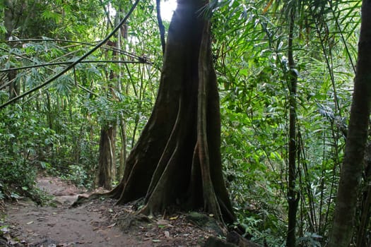 Trunk of the old tree in the tropical forest