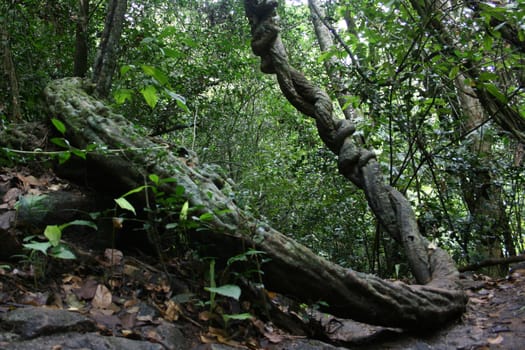 old liana tree in the tropical forest